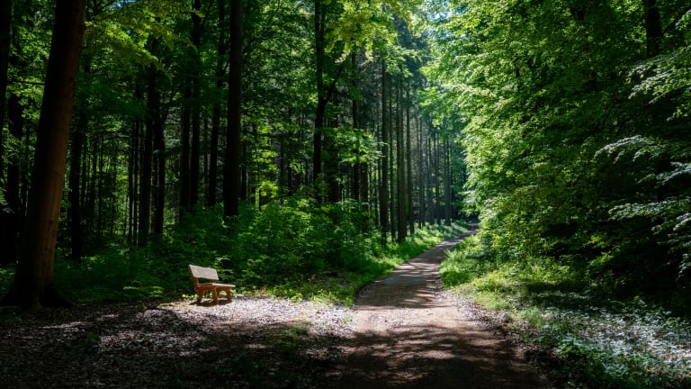 Allergien: Kennen Sie diese Auslöser im Wald?